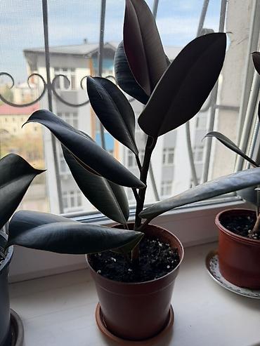 Фикустар: Фикусы эластика (Ficus elastica) в горшках - Вечнозелёные — 2