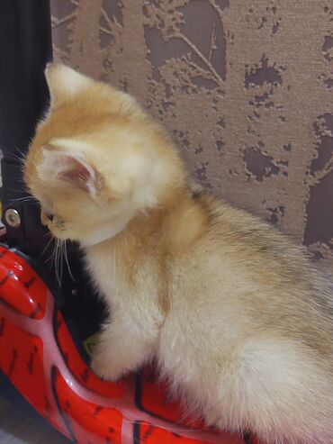 Pişiklər: Qızıl şinşilla, Erkək, Dişi, Yaxşı əllərə, Ünvandan götürmə -da lalafo.az — 10 Pişiklər: Qızıl şinşilla, Erkək, Dişi, Yaxşı əllərə, Ünvandan götürmə — 10