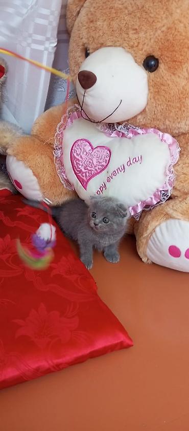 Pişiklər: Şotland — 4