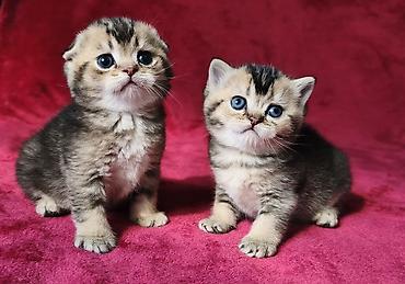 Продажа кошек: Скотиш Фолд (Шотландская вислоухая), 2 месяца, Девочка at lalafo.kg — 20 Продажа кошек: Скотиш Фолд (Шотландская вислоухая), 2 месяца, Девочка — 20