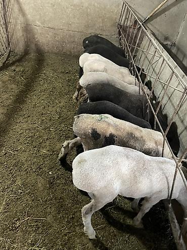 Баран, овца: Продаю | Овца (самка), Ягненок, Баран (самец) | На забой | Кастрированные — 4