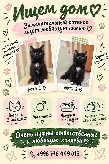 1 мальчик 2 котёнка: Котята в добрые руки - Возраст: 3 месяца - Пол: есть 3 девочки — 3