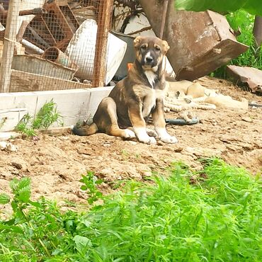 rottweiler satış: Qurdbasar, 1 ay, Dişi, Peyvəndli, Ünvandan götürmə, Ödənişli çatdırılma