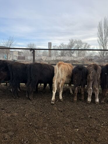 Коровы, быки: Продаю | Бык (самец) | На откорм — 10