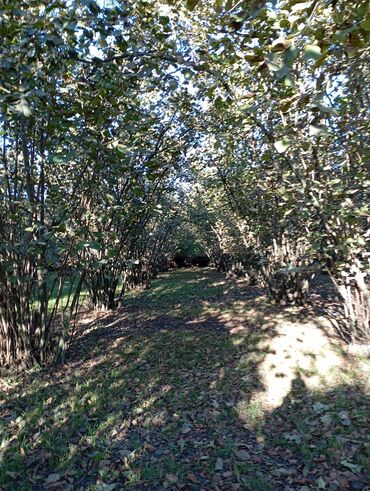 Torpaq sahələrinin satışı: Kənd təsərrüfatı — 10