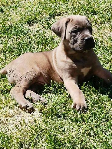 Psi: Kane Korso štenci Odgajivačnica Cane Corso Kennel Heavenly Kingdom FCI na lalafo.rs — 4 Psi: Kane Korso štenci Odgajivačnica Cane Corso Kennel Heavenly Kingdom FCI — 4