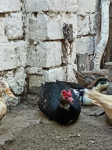 Səsli ördekler 15 man sesiz 25 manat heyvanlar sağlamdır 8 dene lal