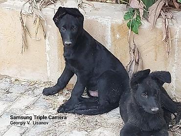 İtlər: Məhsul: Qara rəngli balaca itlər (2 ədəd) Təsvir: - Şəkillərdə qara — 1