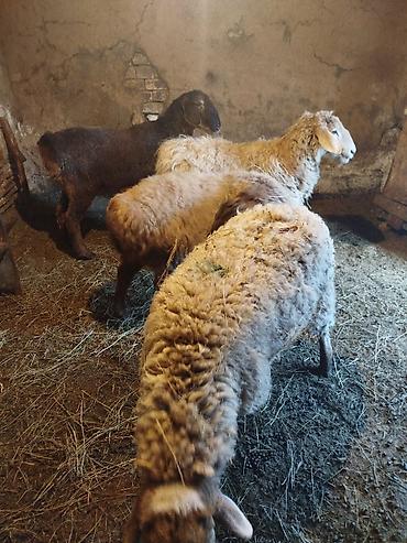 Баран, овца: Продаю | Ягненок | Полукровка | Для разведения | Матка — 7