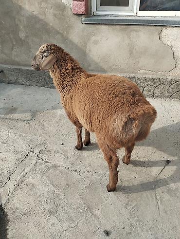 Сварка: Сварка | Камины Высотные работы — 1