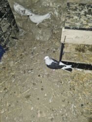 Göyərçinlər: Satlìr əbreşle əbreş cütt — 7