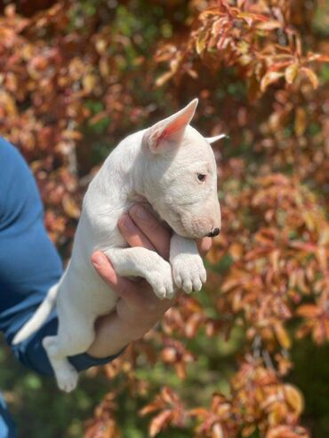 Psi: Štenci minijaturnog bull terijera, oštenjeni 08.03.2023. Dostupne 3 — 2