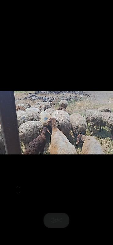 Mal-qara: Dişi, il: 10, 50 kq, Damazlıq, Ünvandan götürmə — 3