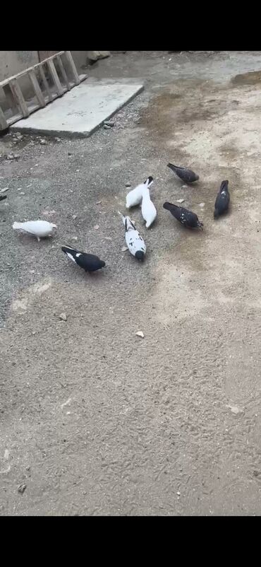 cins ineklerin satisi: Salam göyercinler kom satılır biri 3 manatdan