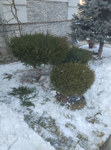 Другие услуги: Обрезка изгороди хвойных деревьев плодовых деревьев Весной Обработка — 2