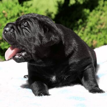 Psi: Ako tražite vernog člana porodice, obratite se nama i postanite — 27