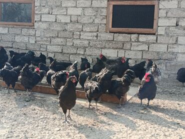 Toyuqlar: Toyuq, Australorp, Yumurtalıq — 12