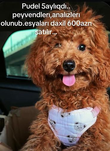 it ucun yataq: Pudel, 5 ay, Dişi, Peyvəndli, Ünvandan götürmə, Ödənişli çatdırılma — 1