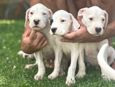 Psi: U ponudi štenci rase Dogo Argentino, oštenjeni 17.05.2025. Uredno — 10