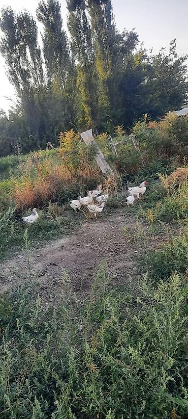 куры простые: Продаю | Куры, Петух — 4
