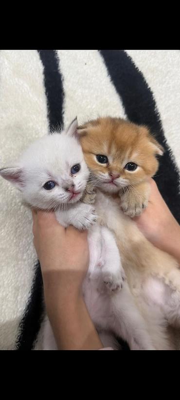 Pişiklər: Britan — 2