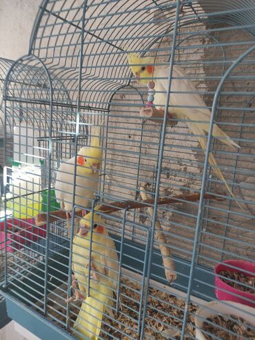 Tutuquşları: Korella 40-70 azn əl quslari bala hazir quslar tutuqusu quslar papuqay — 22