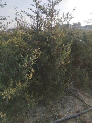 Şitillər: Satılır: iynəyarpaq şam ağacları (fidanlar) - Növ: Şam (Pinus) – — 23