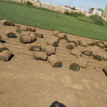 Toxumlar: Qazon satışı təbii və süni Qazonlarımız satışda mövcuddur təbii — 6