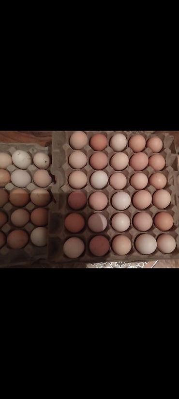 Двуспальные кровати: Кровать двух спальная светлая новая + матрас диван новый — 12