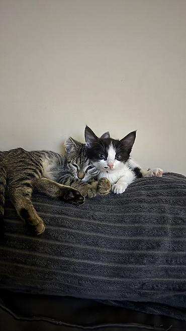 кошка черная: Кошка даром: Беспородная, 3 месяца, Девочка, Приучена к лотку — 1