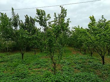 dəvəquşu əti qiyməti: Alca istəyən olsa əlaqə saxlasın 1kq-7azn Alça aptovoy sayilir — 1