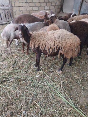boğaz keçi: Dişi, Qala, il: 6, 50 kq, Damazlıq, Ünvandan götürmə