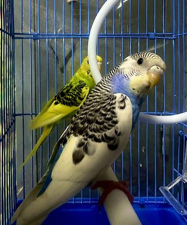 Птицы: Волнистые попугаи в комплекте с клеткой. Описание: - Яркие волнистые — 3