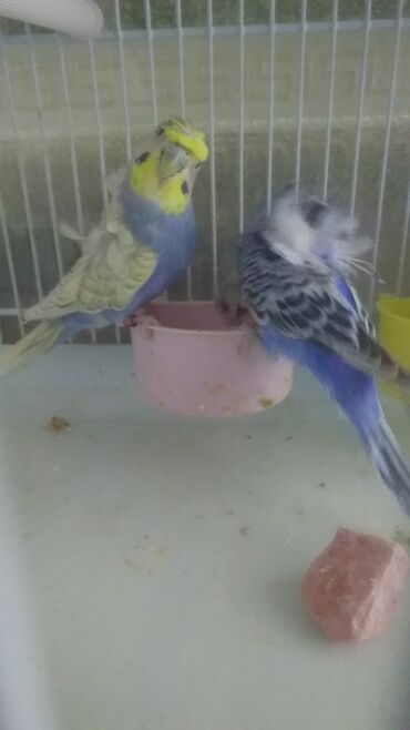 Tutuquşları: Yaponiclər cüt 50-60-70 azn — 14