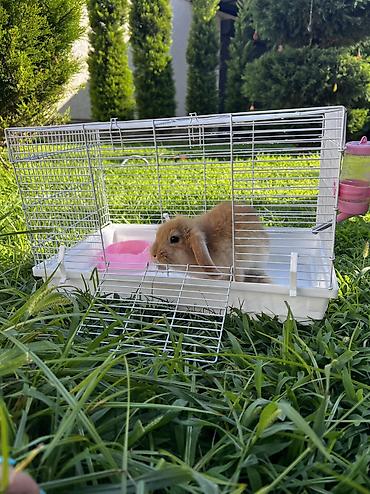 dovşan üçün qəfəs: Çox gözəl və nadir rəngə sahib Holland Lop balası satılır. 🐰 2 aylıq — 3