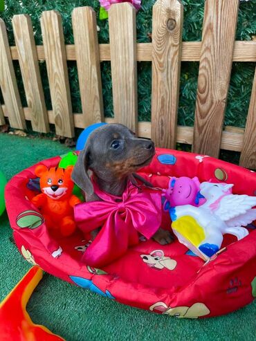 Psi: Odgajivacnica pasa "Happy Puppies" iz Novog Sada ima u ponudi stence — 5