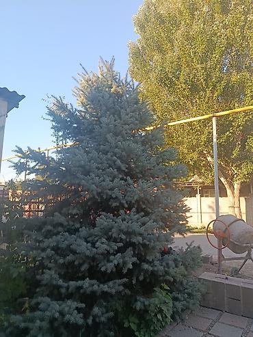 уй емерек: Ель голубая (Picea pungens ‘Glauca’) — крупномер для озеленения — 2