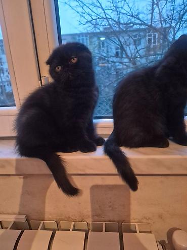 Pişiklər: Şotland yastı qulaq, Erkək, Dişi, Yaxşı əllərə, Ünvandan götürmə, Pulsuz çatdırılma, Ödənişli çatdırılma — 9