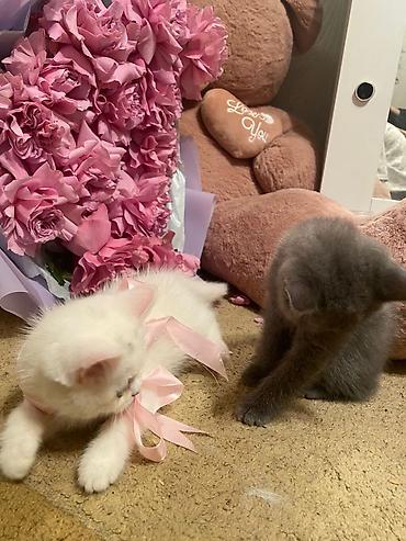 Pişiklər: Britan, Erkək, Dişi, Yaxşı əllərə, Ödənişli çatdırılma, Ünvandan götürmə, Rayonlara çatdırılma — 4