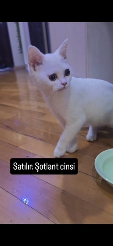 Gəmiricilər: Şotland, Erkək, Yaxşı əllərə