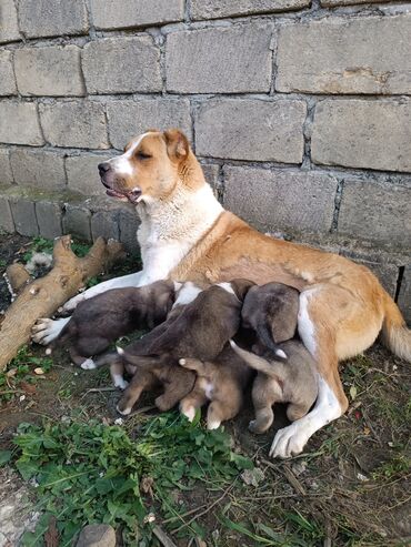 маленькие собаки в баку: Гурдбасар, 1 месяц, Самец, С прививками, Бесплатная доставка