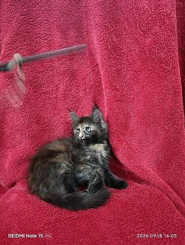 бишкек кошка: Гиганты Кошачьего мира♥️ Мейн-Куны 🥰 Мини питомник не клеточного — 7