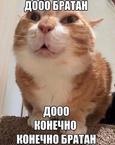 жоом: Билет на концерт «ANIMAL ДЖАZ” — 1
