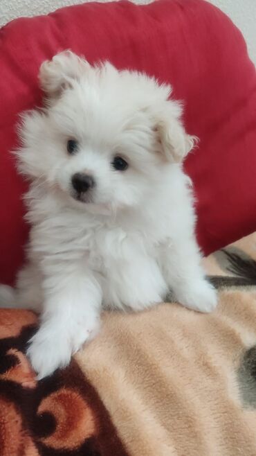 pomeranian shpic: Spitz, 2 months dog, Dişi, Ünvandan götürmə, Ödənişli çatdırılma, Rayonlara çatdırılma