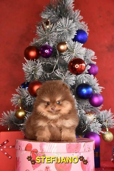 Psi: Pomeranac Boo. NOVO! Ekskluzivni dugo ocekivani stenci pomeranca u — 10