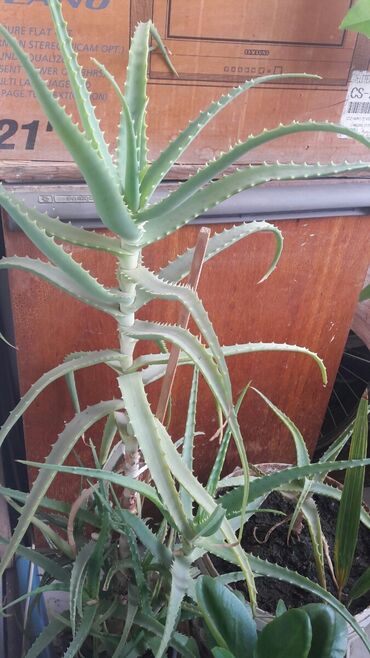 Aloe: Aloy agaci 10illikdi satilir deyer deymeze