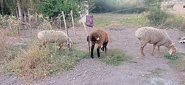 Айыл-чарба жаныбарлары: Сатам | Кочкор (эркек) — 3