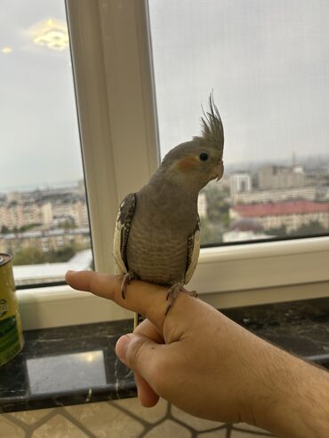 Tutuquşları: Erkək Korella papuqayı satılır Dekabrın 1-i doğulub Boz rəngi və — 8