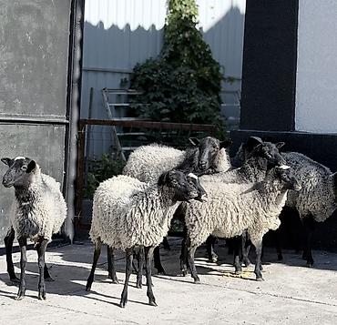 бумага для узи: Продаю | Овца (самка), Ягненок | Гиссарская, Арашан, Романовская | Для разведения | Котные, Матка, Ярка — 2