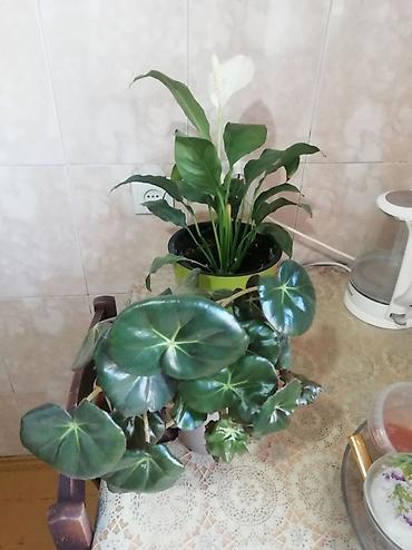 спатифиллюм: Комнатные растения в горшках: 1) Спатифиллум (Spathiphyllum) с белым — 2